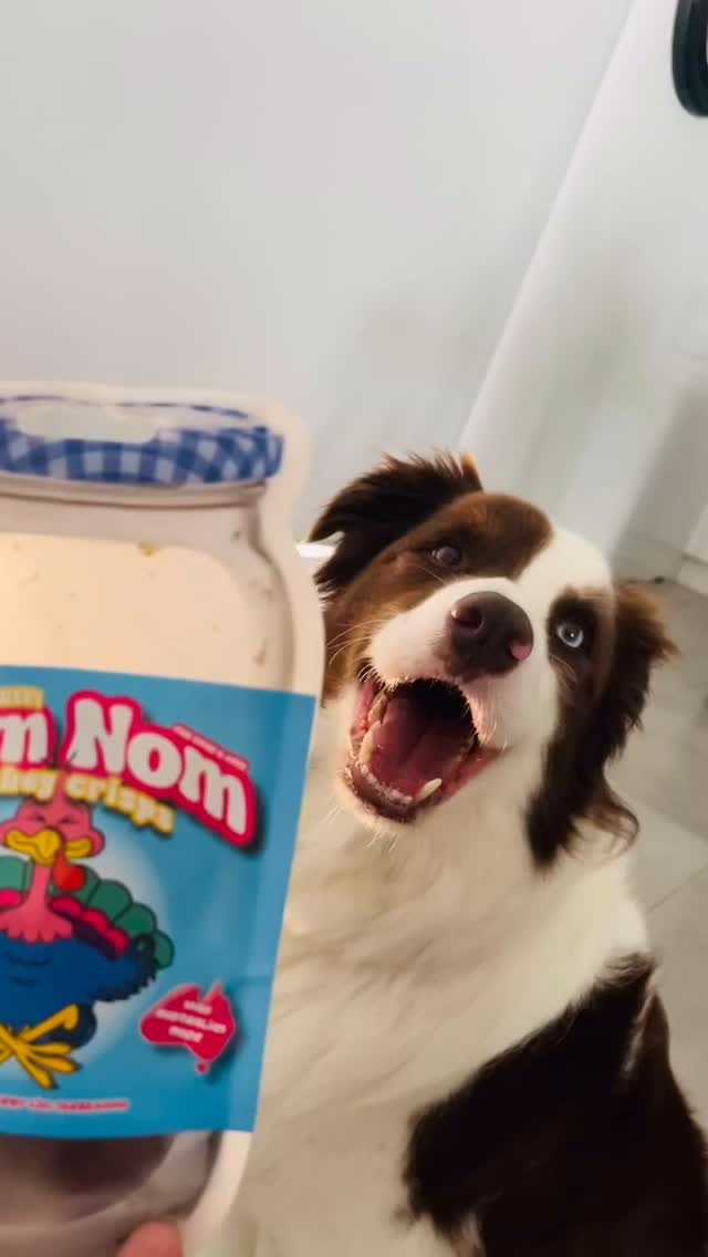 #TURKEYTHURSDAY! 🦃 who else smiling this hard for some NOM NOM turkey crisps? @koda_b.c @mr_milo_moments
