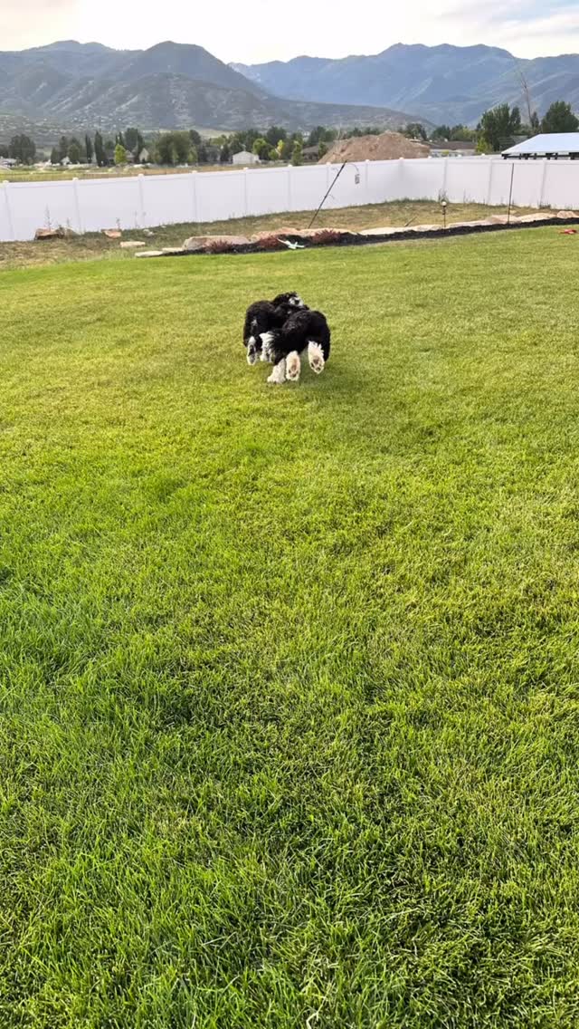 📸 New Shed, New Possibilities! 🛠️✨
Say hello to our latest backyard addition! Whether you need extra storage, a cozy workshop, or the perfect gardening nook — this custom outdoor shed has you covered. Durable, weather-resistant, and built to fit your space and style.
🏡 Ready to upgrade your backyard? Send us a message for a free quote today! (385) 427-2809
#BackyardGoals #OutdoorShed #CustomShed #HomeProjects #ShedLife #BackyardInspo #BuiltToLast