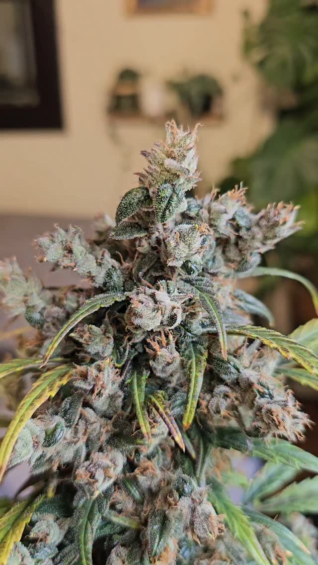 Nature’s flair meets structure—this cannabonsai is flexing some desired fox‑tailing, where those spires aren’t stress‑induced but trait‑driven—and the bud’s still beautifully chunky 🌲✨ Fox‑tailing isn’t always a red flag: when it’s genetic, buds keep density and potency, just with that funky, elongated calyx look, much like those uniform foxtails breeders aim for . Plus, on the lighter side, some growers say it might amp THC levels a smidge .
Big shoutout to our sponsor @_mephistogenetics for powering this experiment—genetics so strong they shout from the tops. Use code cannabonsai for 10% off your next Mephisto order