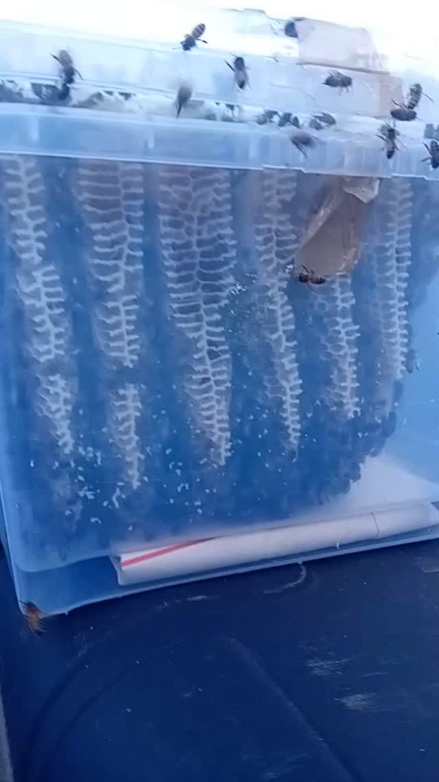 I was asked to look at some bees in a waste bin. I initially thought that they may be interested in the rubbish but after taking a fee sacks out I found this box with a large colony established within it! I've never seen anything quite like it.