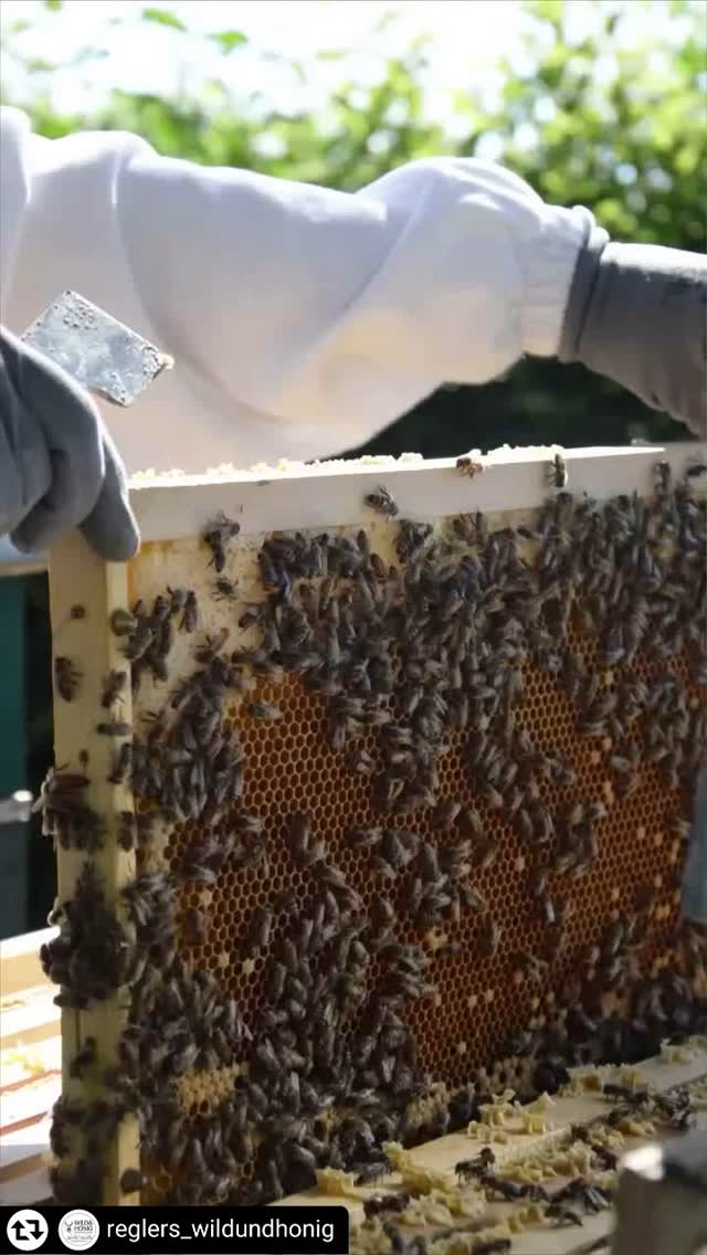 #Repost - @reglers_wildundhonig
Die Arbeit mit den Bienen 🐝🫶🏻
#biene #bienen #bienenstock #bees #wildundhonig #honig #regional #sasionalkochen #sasionalundregional #natur #imkerei #erntezeit #regionalgenießen #imker #imkerinausleidenschaft #imkernmachtglücklich #bienenliebe #bienenglück #bienenzucht #wild #wiese #waldundwiese #bienenarbeit #bienenleben #honigbiene #bienenalltag #imwald #naturpur #nachhaltigimkern