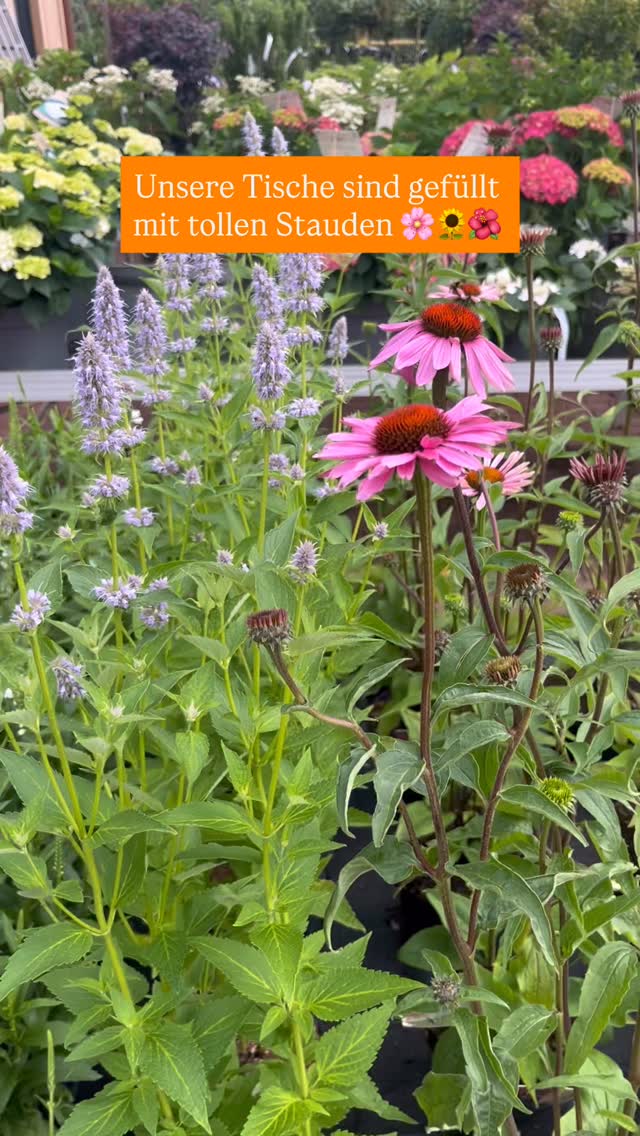 Unsere Tische bei uns sind gefüllt mit vielen tollen #stauden . #lavendel #salbei #echinacea #delphinium #rudbeckia #allium #gaura #erigeron #phlox #veronica #heuchera und vielem mehr.
Liebst du #stauden genauso wie wir?