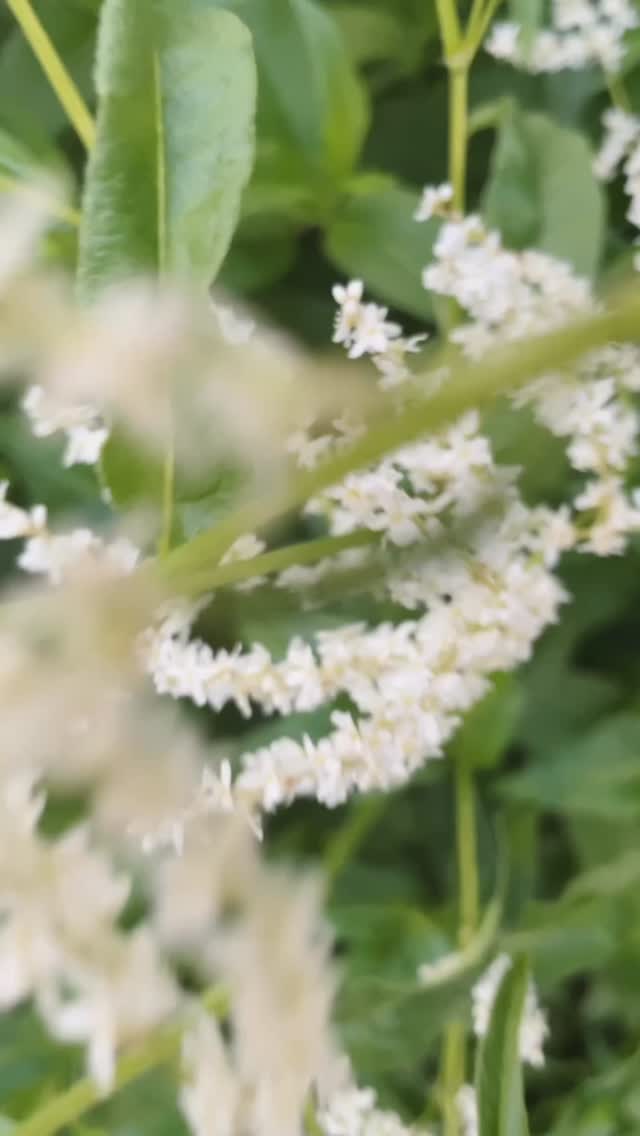 En liten sommar-uppdatering 🌸
Podden kommer att ta en paus nu under juli månad (from denna veckan) då jag vill fokusera på familjen och att vi kan vara helt lediga tillsammans ❤️
Kommer försöka kika in här lite då och då men ja sommaren är ju lite som den är och jag kan ju bli lite mer frånvarande sådana här tider på året, vilket jag ser fram emot! Hoppas också du får tid och möjlighet att verkligen njuta av sommar, sol (lite dåligt av det hittills dock) och ledighet 🙏🏻
Var välsignad och jag önskar dig en superfin sommar!
#kristnamammor #kristnakvinnor #hemmafru #hemmamamma #hemmaförälder #bibliskkvinnlighet #kristetfamiljeliv #hemmaföräldrar #kristenhemmafru #kristenpodd