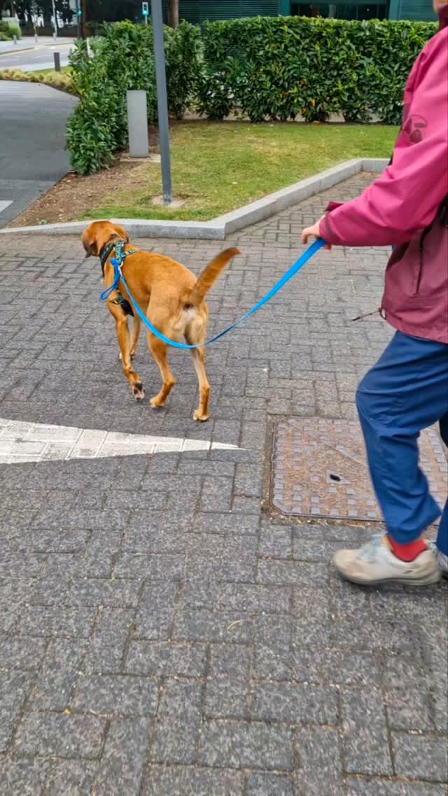 Oh, what fun today, a business park where the dogs went properly to work, solving mysteries and problems from scent in ground water and more, we threw it all at them!
Team Vinnie, notorious for air-scenting, started with tgeir scent article being thrown all over the floor and got challenged to work out more convoluted routes, ending in a lovely find. Great teamwork and spot-on decision-making 👏 👏 👏
Team Bugg followed the water game and wasn't in the slightest phased. 'Backtrack city' nearly had him foxed, but the team had proper eyes on Bugg's clear messaging, and our runner wasn't 'lost' for long. Excellent trailing team 👏 👍 👌
Team Bonnie really moved up a gear. Great problem-solving on their mantrail, then the team had to follow in the footsteps of Bugg, who made their route unintentionally devious. The team did great work to find their lost dog. Super trailing Team Bonnie 👏 🙌 💙
Team Leia followed the water game and, after a moment to process what was going on set off in pursuit of their hidden person. Plenty of attempts to outsmart this team failed, perfectly, and into the bushes they went to find their hidden person. What were they doing in those bushes anyway? Great trailing team 👏 👍 👌
The rain held off, and pleasant temperatures made it a great afternoon!
August sessions have just been released but are limited, so check to see if any suit you... trailing is great for all dogs and a fun way to build confidence and bond. Sessions are suitable for new starters and experienced trailers alike.
Check sessions at www.dogtrailing.co.uk/book
#mantrailing #didsbury