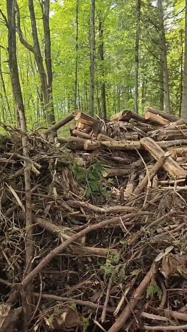 Brush chipping day
#heavyequipment #vermeer #woodchipper #kubota #miniexcavator #arborist #treelife #treework #dirtygraphix #excavator #kx057 #brush #forest