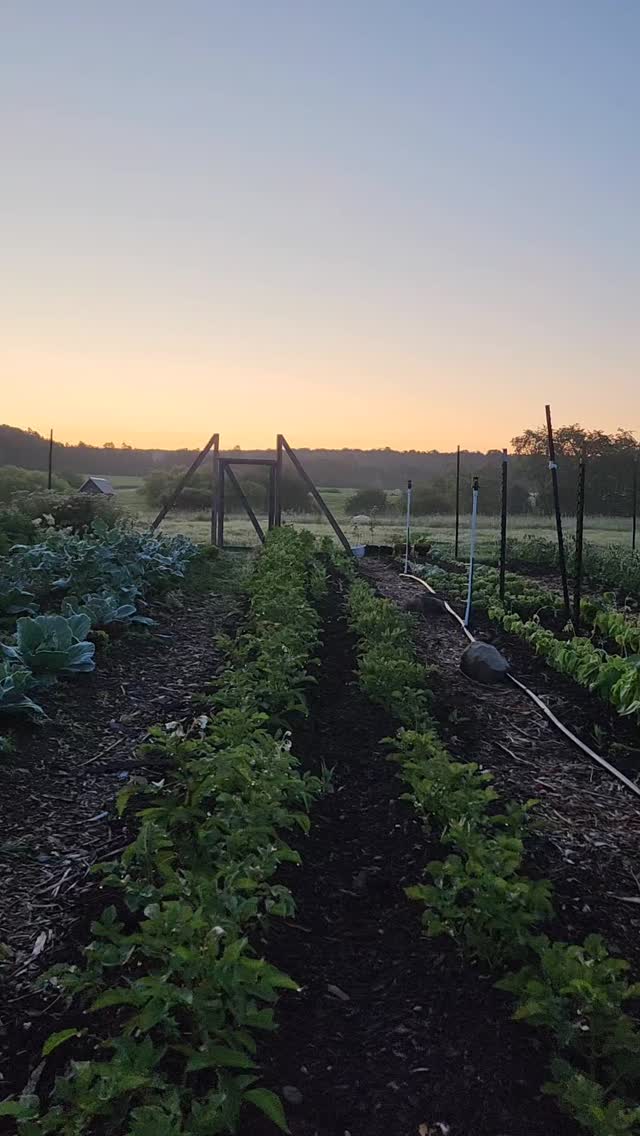 Happy harvest morning! So crisp and cool this morning. The produce is going to be LIGHTS OUT today!
Four Hands Farm Stand open from 8 to 1! šš»
