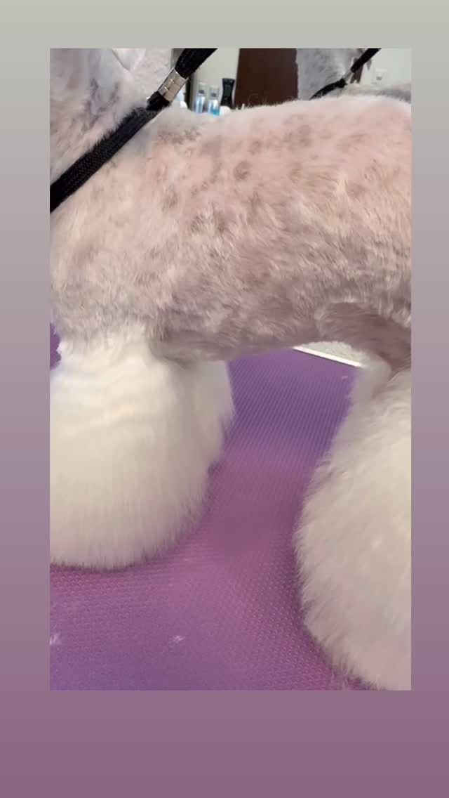 #grooming #hundesalon #luzern #grooming_luzern #hundesalonluzern #maltese #pudel #schweiz #bolonka #malteser