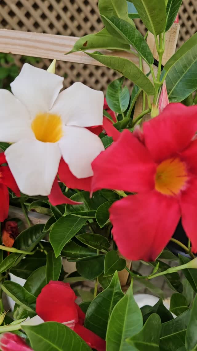 🌞 TODAY’S THE DAY! 🌺🌿
Catch me on WGN Midday News around 11:38 AM (CST) for a vibrant segment all about flowering vines that thrive in the heat—because summer gardens should sizzle and not fizzle!
From tropical stunners to hardy perennial climbers, I’m sharing the boldest bloomers that will take your garden sky-high with color and style. Don’t miss these heat-defying beauties!
📺 WGN Midday News
🕦 Around 11:30 AM
🎉 Let’s climb into summer together!
#TuBloom #WGNNews #ClimbingIntoSummer #VerticalGardening #TrellisGlowUp #FlowerPower #HeatTolerantPlants #TropicalVibes #SummerBlooms #GardenInspo #HorticultureOnAir #FloralFireworks #GrowWithTu #MiddayGlow #BoldBotanicals #WGNChicago #PerennialVibes #PlantLoversUnite #TrellisTrends #VineTime #TVGardenSegment