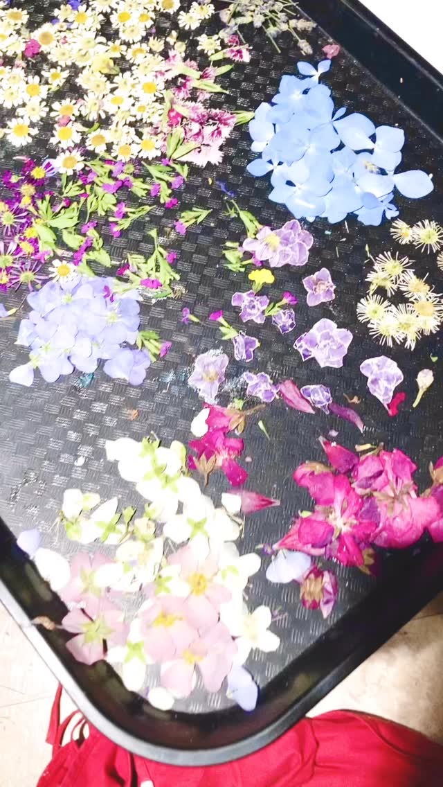 Lots of new flowers coming out of the presses! So many new designs 🩷
#BrandeemaeCreations #pressed flowers #handmadejewelry #homegrownflowers #flowerearrings #resincraft #wearableart #handmadewithlove