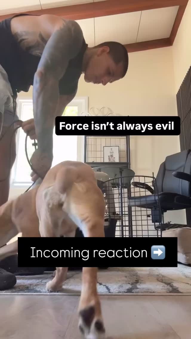 Welcome to the reality of dog training!
Before you jump to conclusions and let your ego get hurt by the way he approached this, I want you to think of this dog like a child VEHEMENTLY fighting getting into their car seat. How would you handle that? Would you pull out candy and bribe them in? Would you forcefully shove their butts into the seat? Hopefully both answers were no.
What Shane does here is stand his ground and wait. He’s using leash pressure to teach this dog that she does not get to opt out of going into the crate.
IMPORTANT NOTES:
- This is not how to teach ANY dog how to go in the crate, but this is what can work for dogs like her
- This is also not an appropriate way to teach ANY skill — many skills can be shaped with food lures if the dog is motivated enough
- As we both said, this dog is not going to take treats in this situation. Please don’t comment saying he should have used treats. Please. For the both of us.
If you aren’t sure HOW to correctly use punishment, follow me and give our friend @shanewmurray a follow too for more tips!
#dog #dogtraining #balanced #dogtrainer