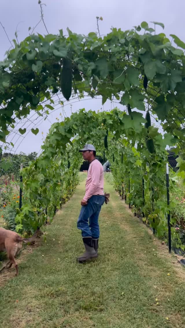 The luffa tunnel is in full swing!