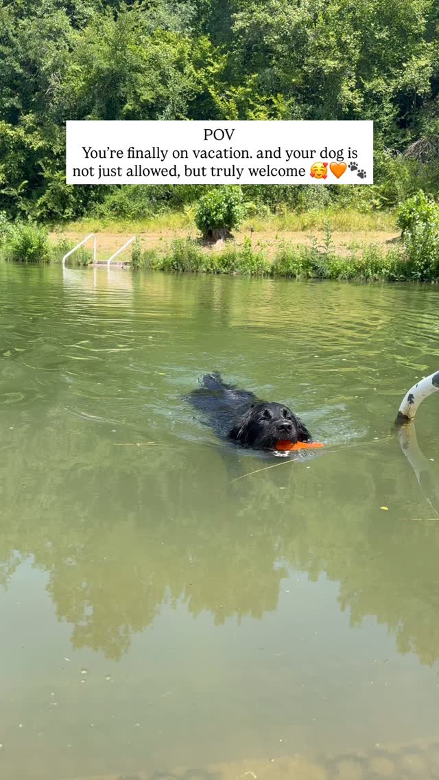Want een vakantie is pas écht compleet als je hond mee kan. 🐾💛
In het bos mag hij vrij rondlopen, spelen en snuffelen terwijl jij geniet van de natuur.
En samen afkoelen in het zwemmeer? Dat kan ook! 🥰🧡
Hier zijn honden niet alleen toegelaten, ze zijn écht welkom.
#HondenWelkom #OpVakantieMetJeHond #Natuurplezier #SamenGenieten #Hondenvakantie