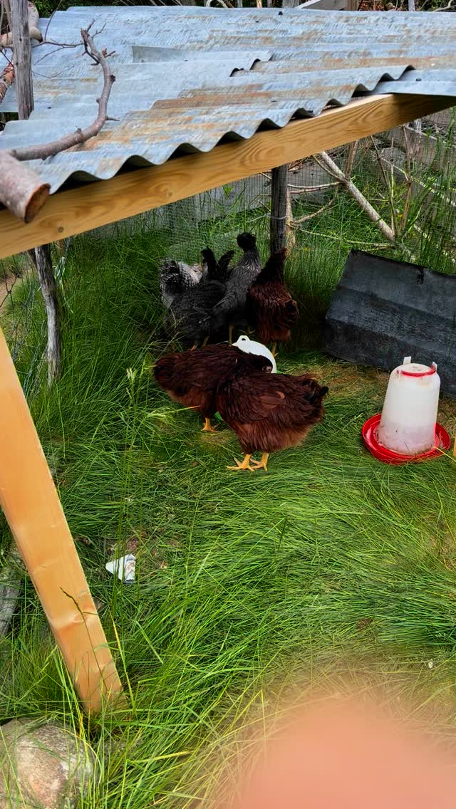 Unghønene på 11 uker er ute for første gang - nå er de store nok til ikke å smette gjennom gjerdet😅 Litt skummelt og litt spennende🫣🤗 En fin måte for alle å bli mer kjent og snart bli en flokk🥰