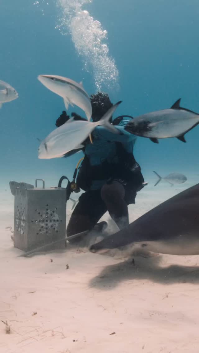 HUNTING DOLPHIN surprise visit on the Hammerhead Dive !!! During filming of Hammerheads and Tigers for a Sharks4kids project a bottlenose dolphin crashes the party hunting schools of fish ! @sharkeducation @biminiscubacenter @biminisharkgirl @nathanfawkes242 @gigi_merlusca @andremusgrove @swagsurfer15 #scuba #dolphin #hunting #fish #wanderlust #sharkeducation #bimini #bottlenosedolphin