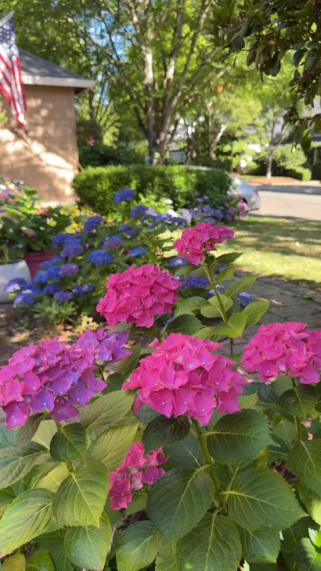 July update! 2 & 3 year old hydrangeas. Maybe some from last year? Getting rid of the rhododendrons and creating hydrangea hedges! Once Reagan loses her appetite for flowers, we can move some to the back too 🙈 🩷🩷🩷