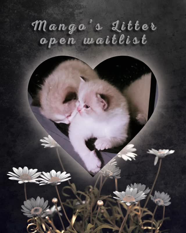 ✨ Kitten Waitlist Spots Now Open! ✨
We’re excited to announce that Mychampionheart Mango & Brightcrystal Oreo have brought 5 beautiful kittens into the world - ready to find their future forever families.
📅 Born: May 30th, 2025
👨👩👧👦 Parents: MyChampionHeart Dumpling x Ch. Diamonddolls Alexander the Great
🎨 All kittens are bicolor — 3 girls and 3 boys!
If you’re interested in joining the waitlist, please email to receive our required pre-adoption questionnaire. Joining grands you priority in picking out a kitten. Only 5 spot will be taken. Kittens are picked out around 10 weeks of age and go home around 17 weeks of age after healing from spay/neuter surgery.
📩 Contact: MyChampionHeartRagdolls@gmail.com
🌐 Learn more about our process and philosophy on our site: MyChampionHeartRagdolls.com
Note: We’re currently working on building a brand new website...it will eventually replace our current website...stay tuned!
#ragdollkitten #mychampionheartragdolls #mcheart #ragdoll #小猫萌萌哒 #小猫萌萌哒 #布娃娃猫 #mychampionheart #catoftheday #ragdollsofinstagram #ragdoll #kitty #kitten #californiacat #catsforsale #adoptdontshop❤️