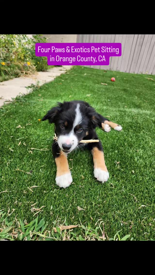 Meet Willow! Willow is a 4-month-old Australian Shepherd puppy. Her owners reached out to me because they needed someone to watch her while they were at work and regularly book the Half-Day Visit service.
I started pet sitting Willow when she was 2 months old, and seeing her grow has been a special experience. She loves playing with her toys and being outside.
For more information about the Half-Day Visit and other pet sitting/dog walking services, please visit www.fourpawsandexotics.com. you can also contact me at (949) 510-3877 or info@fourpawsandexotics.com.
#petsitting #dogwalking #orangecountypetsitter #orangecountydogwalker