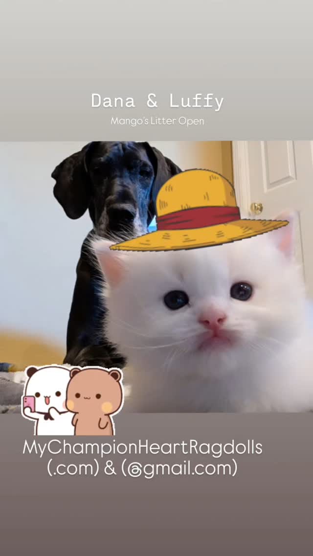 Mango’s Litter... Meet Luffy 🤠
This is Luffy, our striking red (flame) boy! With red Ragdolls, their color comes in gradually... so for now, he’s looking beautifully bicolor. He’s also the biggest of the litter, with a precious, plush build and deep blue eyes.
As much as I’d love to keep a red boy, I know it’s best to bring in a new line in the future. That means this sweet, special boy may one day become someone’s heart cat. 💛
Luffy is one of five kittens in the litter. While they’re not old enough to be reserved just yet, the waitlist is open for families ready to begin the adoption process.
Here’s how to get started:
1. Email me to request the pre-adoption questionnaire
2. If approved, you'll be invited to secure a waitlist spot — only 5 will be accepted, one for each kitten.
3. Approved families will choose in order of deposit once the kittens are about 10 weeks old.
4. Kittens go home around 17 weeks of age, after recovering from their spay or neuter surgery.
Feel free to reach out with any questions or to begin the process 💌 at MyChampionHeartRagdolls@gmail.com
EMAIL BEFORE TEXING. CALLS BY APPOINTMENT. EMAIL EMAIL 📧 My best point of contact.
#ragdollkitten #ragdollcat #ragdollbreeder #flameragdoll #redragdoll #creamragdoll #flamepointragdoll #radcat #mychampionheartragdolls #mychampionheart #ragdollsofinstagram #bicolorragdoll #ragdollsoftiktok #ragdolllove #ragdoll