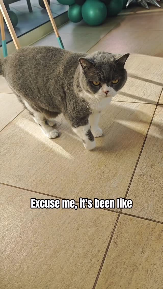 Hello? Attention is my middle name! 😻