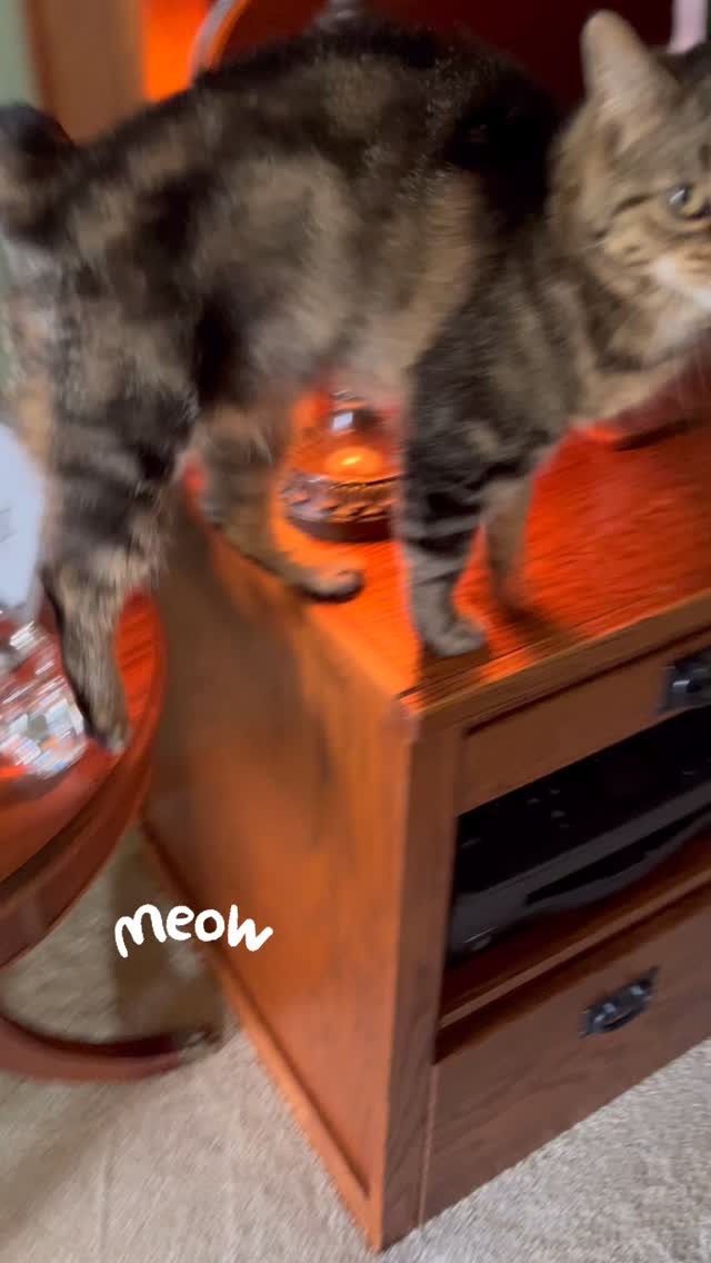 Cats: I don’t need anyone.
Also cats when the sitter shows up: HELLO, I HAVE SO MANY FEELINGS.
Even our independent feline friends need fresh food and water, clean litter boxes, and a little human interaction to break up their day.
Daily visits keep them happy, healthy, and maybe just a little less dramatic. 😉
thedogspajamas.com
#richmondindiana #centervilleindiana #thepajamapack #47374 #47330 #catsittingservice #catsitter #whiskerwednesday