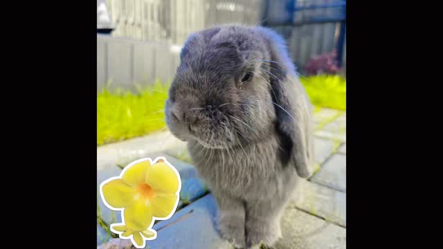 School holidays are here, and we are thrilled to welcome our guests!! Welcome again, Dusty to the Bunny hotel, finally stop raining, and we have a lovely play time in our outdoor garden, amazing...love you Dusty ๐ฐ๐
#thecoolbunnysitters #rabbitsitting #petsitting #bunnysitting #bunnylovers #bunny #rabbit #petcare #petcareservices