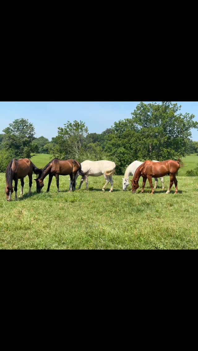 #piedmonthorseretirement #horseretirement #horseretirementfarm #livingthegoodlife #livingtheretiredlife #retiredhorsesofinstagram #retiredhorses #horsesofinstagram #horses #horselife #horsecountry #huntcountry #ponies #retiredponies #retiredponiesofinstagram #thoroughbred #thoroughbredsofinstagram #retiredthoroughbred #retiredracehorses #retiredracehorsesofinstagram #landthatilove