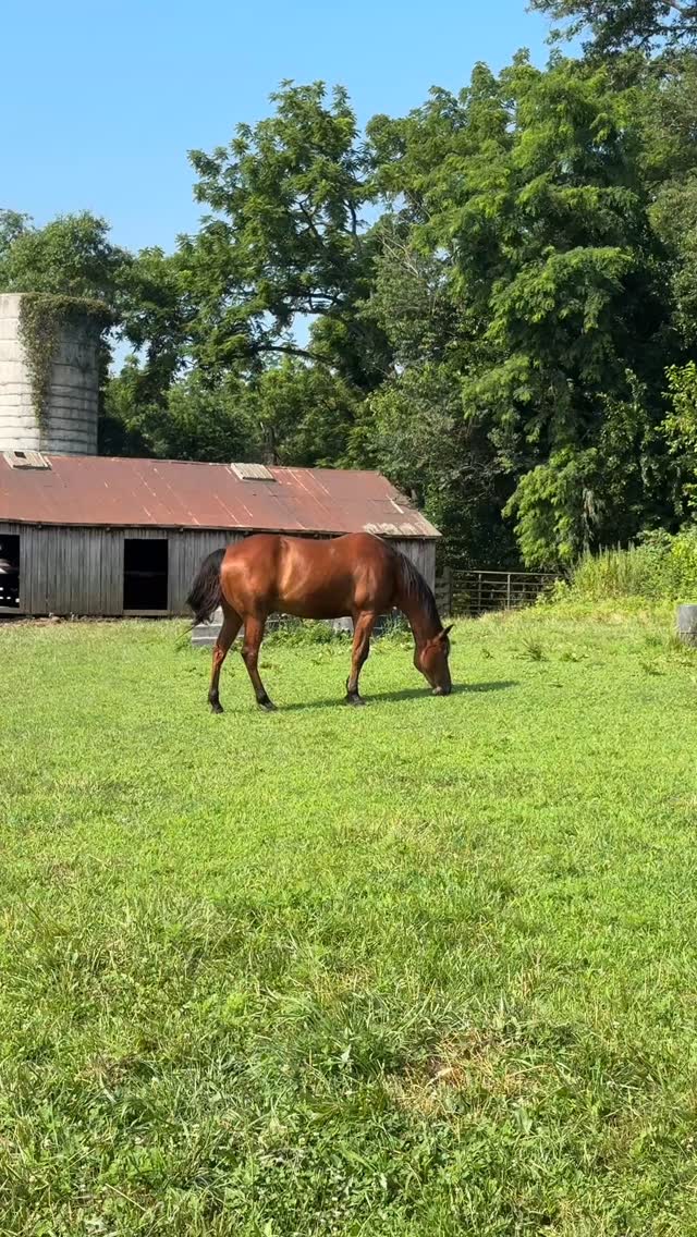 Happy 4th of July from Piedmont Horse Retirement! ๐บ๐ธโค๏ธ๐ค๐โค๏ธ๐ค๐๐
#piedmonthorseretirement #horseretirement #horseretirementfarm #livingthegoodlife #livingtheretiredlife #retiredhorsesofinstagram #retiredhorses #horsesofinstagram #horses #horselife #horsecountry #huntcountry #ponies #retiredponies #retiredponiesofinstagram #thoroughbred #thoroughbredsofinstagram #retiredthoroughbred #retiredracehorses #retiredracehorsesofinstagram #landthatilove