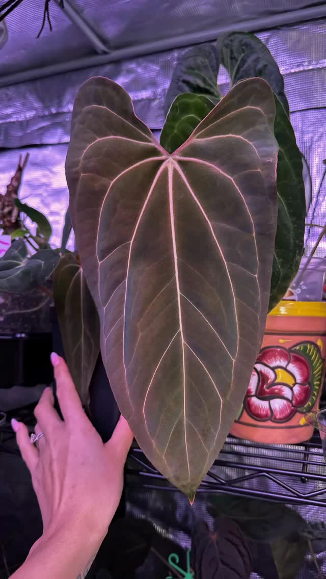 Antolakii BVEP x Carla 🖤
@rarenakedplantco
#tropicalplants #aroidsociety #aroidlover #aroidaddict #aroidsofinstagram #anthuriumhybrid #darkfoliage #rarearoids #anthuriumbvep #anthuriumcarlablackiae #plantcollectors