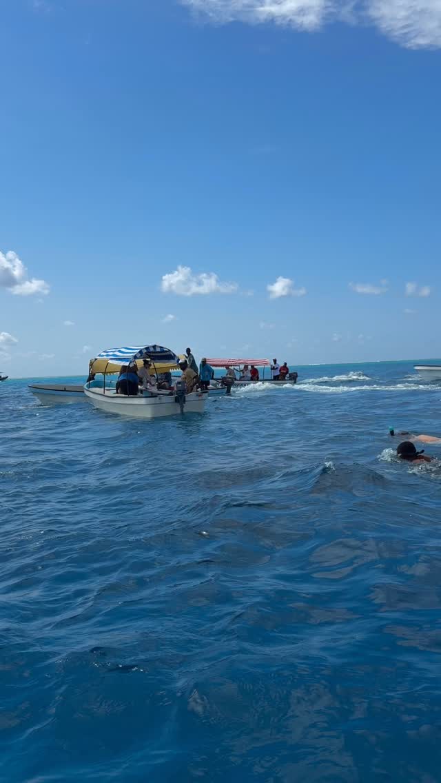 Magical moment! Our volunteers got to witness dolphins dancing in the wild — pure joy and connection with nature after a week of hard work! 🐬🌊
#DolphinSighting #VolunteerLife #OceanMagic