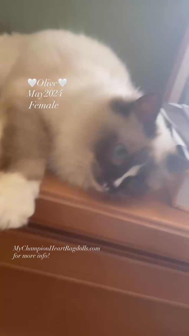 Meet Olive — the total package.
Olive isn’t just another pretty face—she’s receiving a full genetic health panel, screening for over 45 hereditary conditions, coat traits, blood type, and genetic diversity. We go the extra mile to ensure every one of our Ragdolls is healthy, ethically raised, and ready for a loving forever home.
At the time of her reservation, Olive will also receive a CBC (Complete Blood Count) to confirm her current health—offering added peace of mind for her future family.
We pride ourselves on full transparency and a heart-first approach, placing our kittens only with families who truly value long-term health, love, and connection.
💗 What makes Olive special?
She adores people—chin rubs are her favorite!
Gets along beautifully with dogs and children
Confident, queenly, yet endlessly gentle
Warms up slowly to other cats, but once she trusts you—she’s yours forever
Loyal, soulful, and ready to be your one-and-only cuddle companion
This girl isn’t just stunning—she’s sweet, smart, and so ready to form a lasting bond with the right family.
🌍💕 Ready to meet your forever best friend?
Visit MyChampionHeartRagdolls.com and fill out our quick pre-application to get started.
Have questions?
📱 Text us after you email—we try to reply ASAP!
📞 Calls by appointment only.
📧 MyChampionHeartRagdolls@gmail.com
📞 (310) 733‑0404 #ragdollkitten #mychampionheartragdolls #ragdoll #mcheart #小猫萌萌哒 #mychampionheart #布娃娃猫 #mychampionheart #catsofinstagram #catoftheday #ragdoll #adoptdontshop❤️ #cat #kitty #kitten #adorable #adorableragdolls #cuddlebuddy #asoptablecatsofinstagram