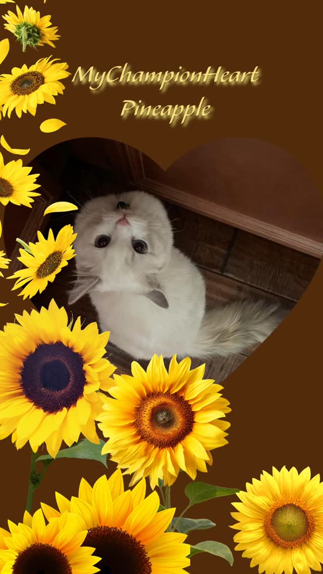 This is MyChampionHeart Pineapple 🍍 one of my queens here at MCHeart. She’s a blue cream bicolor tortie and has one of the softest, most gentle personalities in the cattery.
For those who may be curious, tortie Ragdolls like Pineapple aren’t as commonly produced as traditional seal or blue varieties. The reason is simple...the tortie pattern is linked to the X chromosome. Since females have two Xs, they can display this beautiful mix of cream and blue (or seal and red). Males, having only one X, typically can’t. That’s why you’ll only see torties as females.
In my program, and in many others, the tortie type show up less frequently...not because they’re rare genetically, but because fewer breeders focus on producing them. They're a little more unpredictable in pattern and less requested than the standard colors, but personally, I love the individuality they bring to each kitten. And I love the less common type. I love the odd ones or the rare gems in a bunch. Lol like a red tulip in a field of white flowers.
Pineapple isn’t currently expecting, but I plan to pair her in the future with Brightcrystal Oreo when the time is right. I’m excited to see her pass on not only her unique color pattern but also her sweet temperament. She is Daughter of Ch. My Champion Heart Anastasia & Ch. Diamonddoll Alexander the Great.
However if interested, Mango is a seal bicolor tortie and Anastasia, a seal mitted torbie (with lynx.) Currently both have litters open only as waitlist until kittens are about 10 weeks of age. Go home after surgery about 17 weeks of age.
Following to keep track of Pineapple's future babies will be worth the wait. 💛
Sharing this would be greatly appreciated. Thank you so much! Positive loving energy your way. 😊
---
Hashtags:
#MyChampionHeart #PineappleTheRagdoll #TortieBicolor #BlueCreamTortie #RagdollQueen #RagdollBreeder #TortieRagdoll #RagdollGenetics #TICARegistered #CFARegistered #FutureQueenMama #RagdollEducation #FluffyQueen #RagdollLife #BicolorTortie #SouthernCaliforniaCats #RagdollLove #CatBreederLife #布偶猫 #可爱的猫