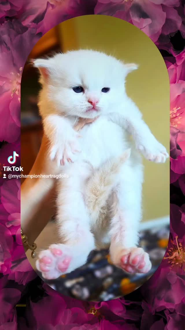 🚫No longer Available 🚫
June 06, 2025 litter. Kitten in photo is a red/cream (flame) bicolor male. CFA & TICA Cattery. Kittens are registered to one of the two unless a kitten in a litter is to enter a show.
Open waitilist for Mango’s Litter. Only 1 bicolor red(flame) boy in litter. Other are seal or blue (some lynx) and one seal/red tortie female in the mix.
⭐️Correction father of litter is Oreo not Alex.
Best point of contact is email. Email and contact info is list in bio, my website, or on TICA breeder listing.
Interested in adopting one of Mango’s precious kittens?
Visit MyChampionHeartRagdolls.com for details, process, and application forms.
DM only AFTER establishing contact by emailing to help us respond faster! I DONT RESPOND WITHOUT AN EMAIL TO ENSURE DM/TEXT ARE REAL AND NOT SCAMS.
Calls by appointment only, my provided number ("cat phone") is not a personal number, a line for future forever families. My "cat" phone, not carried on me.
We’re a small, hands on cattery with a big heart. If you’re looking for a healthy, well loved Ragdoll kitten from a breeder who puts quality and care first, welcome home one of these precious furballs. Hit like to support small ethical breeders.☺️
#mychampionheart #redragdolls #flamepointragdolls #creamragdolls #ticaragdolls #cfaragdolls #southerncaliforniaragdolls #ragdollbreeder #火焰布偶 #稀有色布偶猫 #奶油布偶 #玳瑁布偶 #布偶猫繁育 #布偶猫 #萌宠日常 #宠物分享