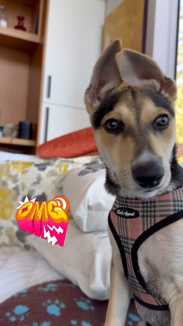 Cuteness overload!! Tula@ 12weeks!#carolinadog #primitivebreed #puppylove #puppyears #puppy #tricolored