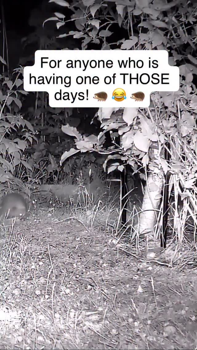 Because some days things just seem to keep going wrong! 😅🤦🥹😫😂🦔
We bought a cheap webcam for our garden last year and it has been the best thing! And this little treat from our friendly nightly hedgehog topped them all! We had tears streaming down our faces as we watched its little bundle roll into the border when all it had wanted to do was scratch that itch! We kept watching it again and again and it has made us smile ever since!
Humour is such a gift as it brings positive emotions to whatever else is going on for us. Why not share this little clip with someone who you think would enjoy having something to smile about today? 🦔😊😂
And do notice the wildlife around you whenever you can! I have been sitting watching bees buzz around the flowers in our garden as I write this and it is just so mesmerising and relaxing!
#hedgehogs #humour #rolypoly #laugh #mentalhealth