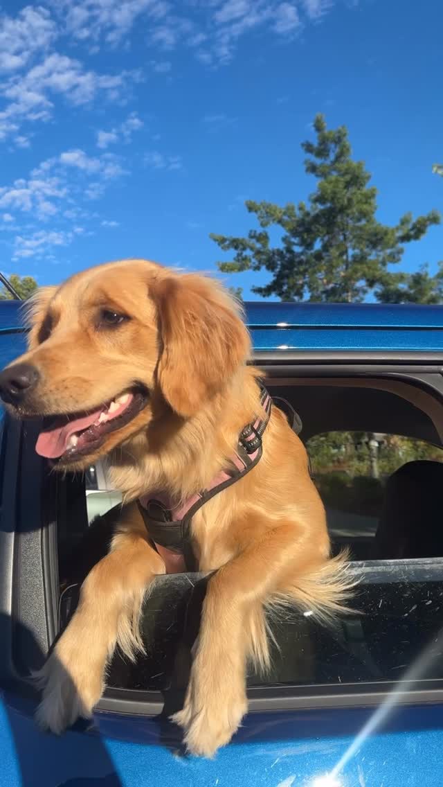 What’s the only thing better than a Golden Retriever? 3 GOLDEN RETRIEVERS! 💛