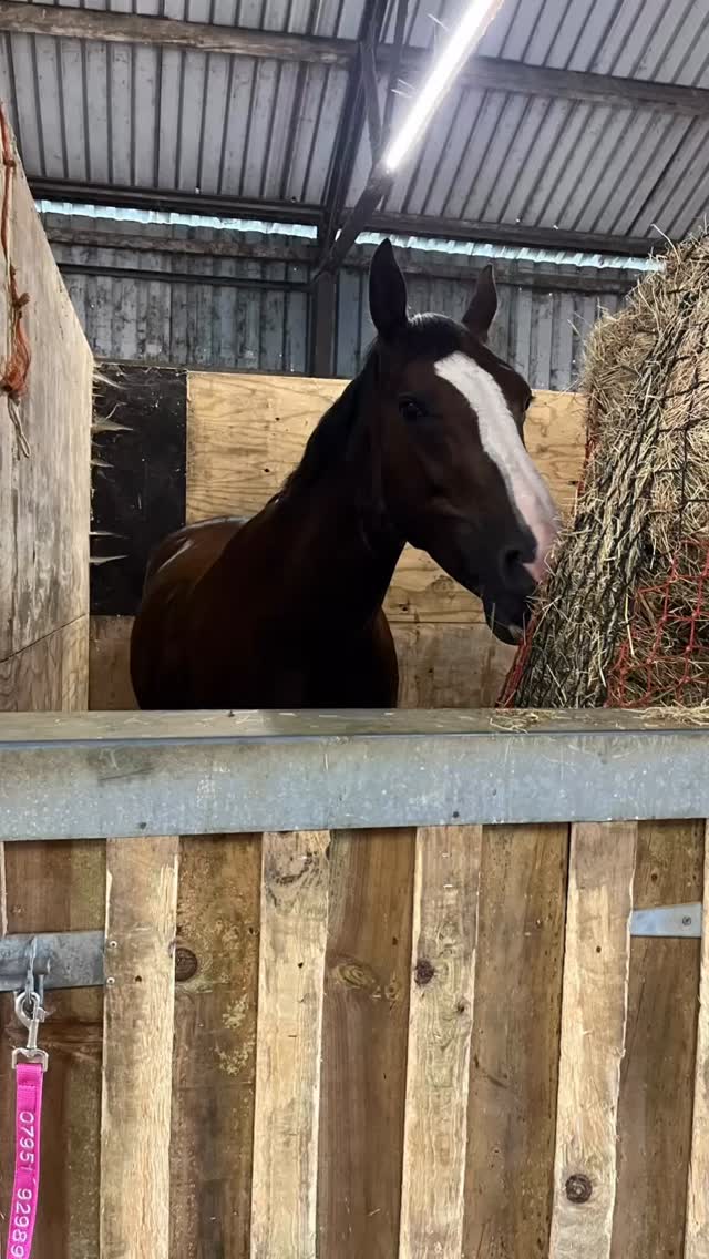 Huge thanks to the beautiful horses 🐴 and their fabulous humans for all the chats, sniffs, and soulful moments 💞
And a few tarot readings thrown in for good measure — those cards always know how to go deep 👀✨
Honestly, I’m still buzzing 🐝
If you’d love a session for you and your animal (or just you!), drop me a message or visit my website — virtual or in-person, both work beautifully 💫
#HorseyMagic #TarotVibes #HorseAndHuman #SoulChats #EquineEnergy #AnimalWhispers #CardPullsAndCanter #SacredStrides #IntuitiveMoments #HorseLove #ListeningBeyondWords #SoulAwakening