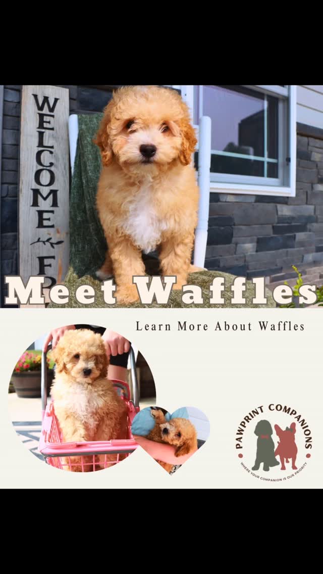 Waffles is the cutest doodle boy on the block! Learn more about waffles at www.pawprintcompanions.com #minigoldendoodle #minif1bgoldendoodlepuppy #minigoldendoodlepuppies