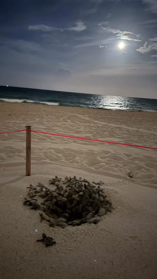 📷 @fort_lobsterdale
It’s often thought that a full moon influences when sea turtle hatchlings are born. Factually, it does not impact WHEN they emerge, but it certainly can help them find the ocean 👀🌝.
The moon illuminates the surface of the ocean, providing a spectacular runway of light that guides the hatchlings to their ocean home. Sadly, in densely urbanized settings, this natural illumination competes with artificial light pollution, drawing them away from the ocean. We are honored to share this wondrous sight with you 😍🐢
📷captured with ambient light under MTP-192/193 by one of our dedicated volunteers, @fort_lobsterdale