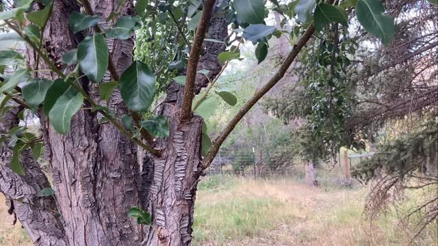 Renewal pruning on a mature pear tree