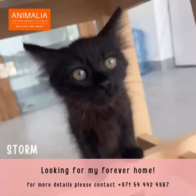 #animaliauae #uae #loveuae #cats #animals #animalwelfareinschools #communitycats #animalrescue #abudhabi #animalcare #vetclinic #veterinaryhospital #veterinaryclinic#mastersurgeon #surgery #adoptdontshop #catadoption #education #animaliapaws #animalwelfareabudhabi#animalwelfareeducation #youthprograms #sustainability #yearofcommunity #uae2025 @animaliauae