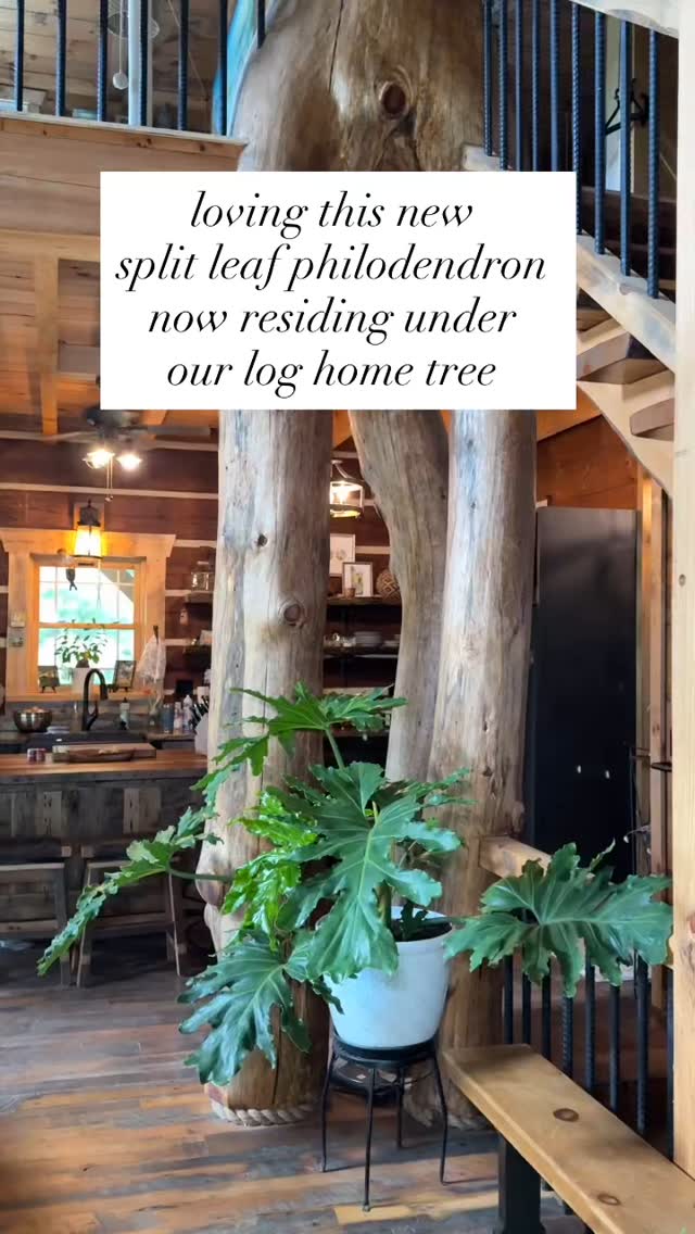 A new addition to our log home 🪴
#loghome #loghomestyle #philodendron #splitleafphilodendron #home #homedesign #homestead #tree #trees
