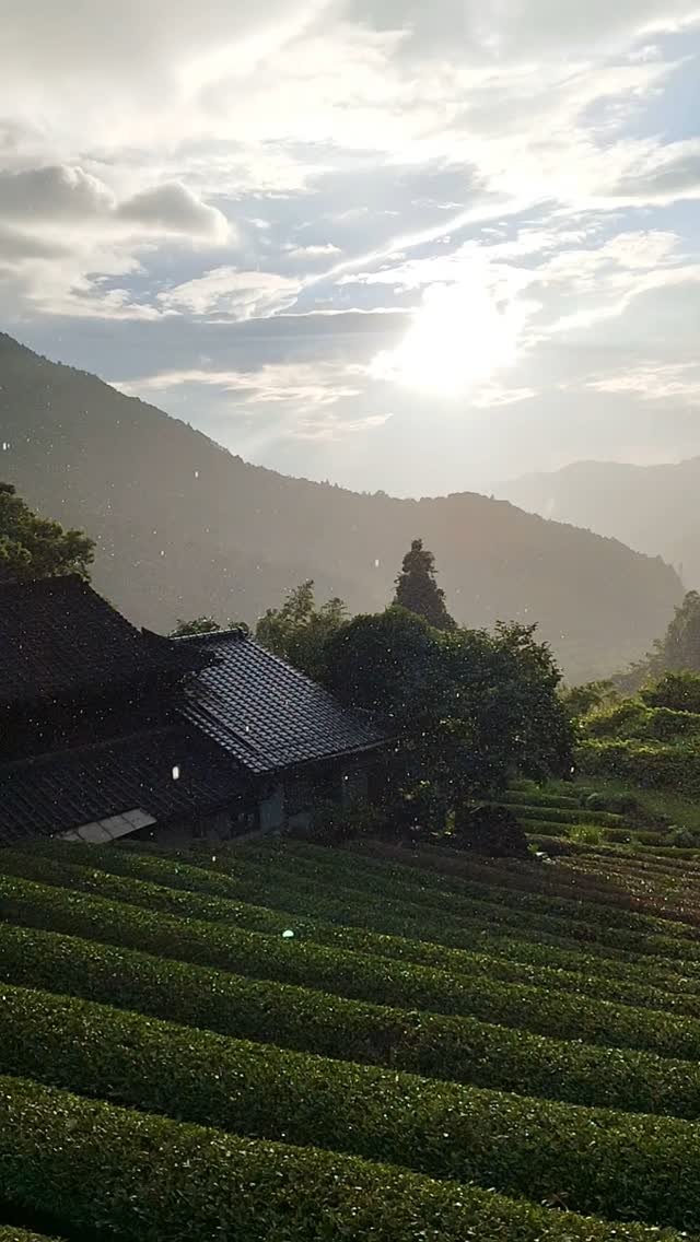西日に染まる茶畑に、雨がそっと降りてきた。
雨粒も光も、大地をやさしく包む。
As the rain fades, the sunset kisses the tea fields.
Drops and light gently embrace the land.
Welcome to Sky Tea House.
#茶畑のある風景
#夕雨の黄昏
#sunsetwithrain
#teafieldmagic ag
