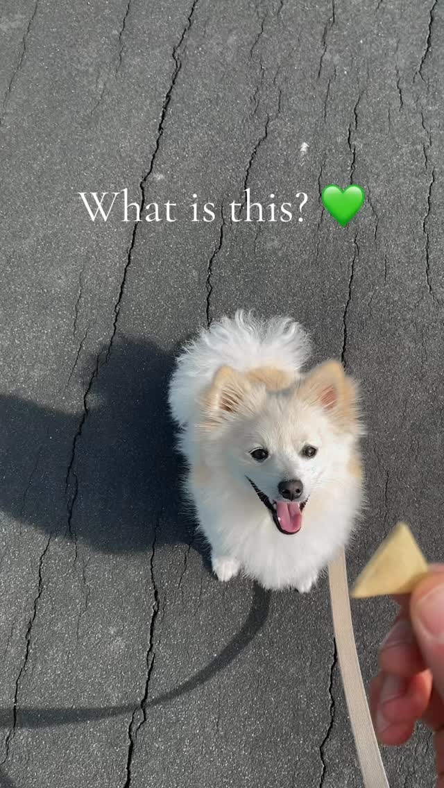 We create healthy, simple, and joyful treats made with organic oat flour โ all made with love, for the dogs we love. ๐
๐พ
#OrganicDogTreats #HealthyDogTreats #DogLovers
#DogMom #DogDad #DogJoy