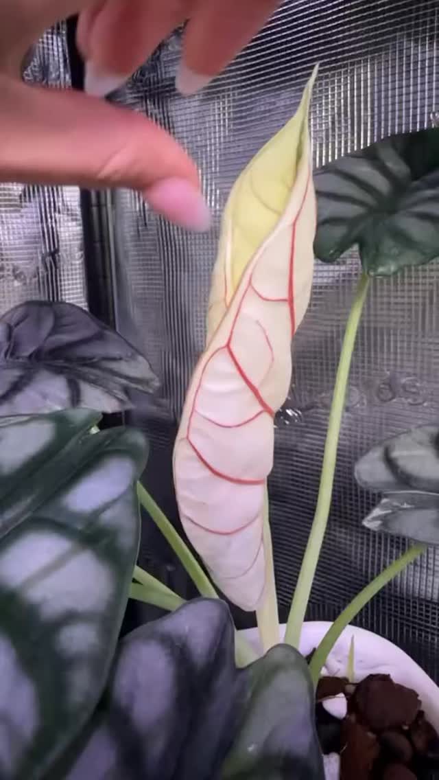 Silver dragon, is that you? 👀
#tropicalplants #aroidsociety #aroidlover #aroidaddict #variegatedplants #redveins #whiteleaves #alocasiasilverdragonvariegata #alocasiasilverdragon #variegatedalocasia