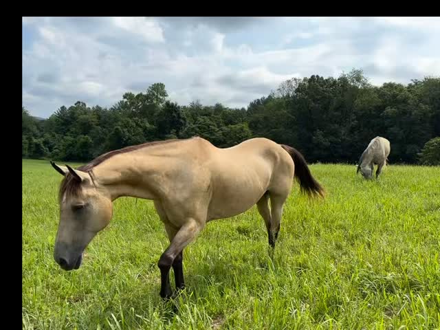 Willie Nelson said it best ๐ oh what a beautiful world!
#piedmonthorseretirement #horseretirement #horseretirementfarm #livingthegoodlife #livingtheretiredlife #retiredhorsesofinstagram #retiredhorses #horsesofinstagram #horses #horselife #horsecountry #huntcountry #ponies #retiredponies #retiredponiesofinstagram #thoroughbred #thoroughbredsofinstagram #retiredthoroughbred #retiredracehorses #retiredracehorsesofinstagram #landthatilove