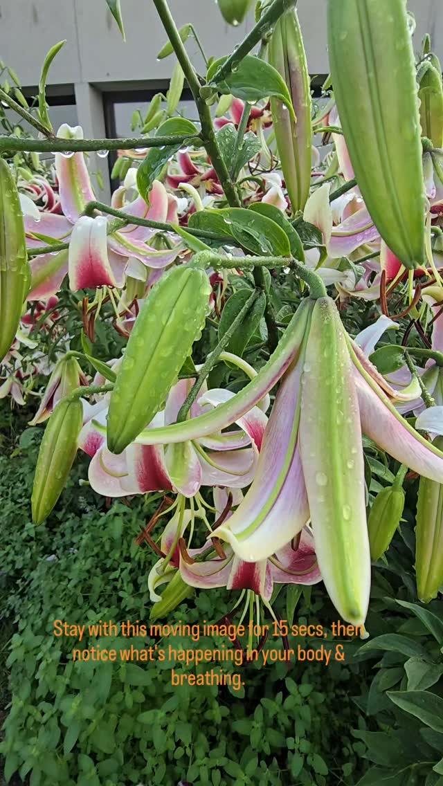Back with a buzz with botanical gardens, Des Moines.
Whatever you do when next in nature, notice what's going on 2nd, 3rd, 4th and 5th cakra (sanskrit spelling). If you happen to notice you are holding the breath while admiring the bounce, the bubble, the beauty, then say ' thanks' and softly release the exhale.
#botanicalgarden #desmoinesbotanicalgardens
#coherence
#coherence breath #therapeuticbreathing
#asian_female_entrepreneur #shinrinyoku #brownwomenbreathe