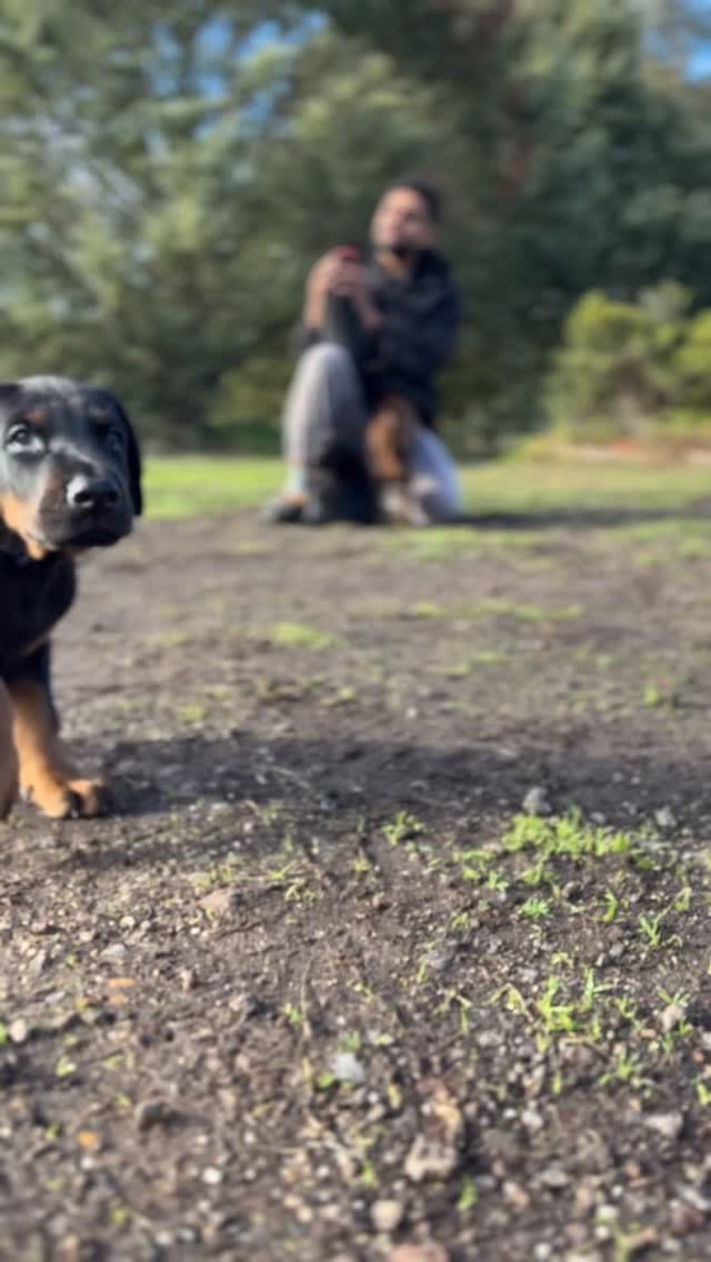 Raising some farm pups 🐶 videos range from about 6-7 weeks old.
#dobermann #european_dobermanns #puppylove #dobielove #dobe #eurodoberman #puppiesofinsta #puppies #forrerndobermanns
