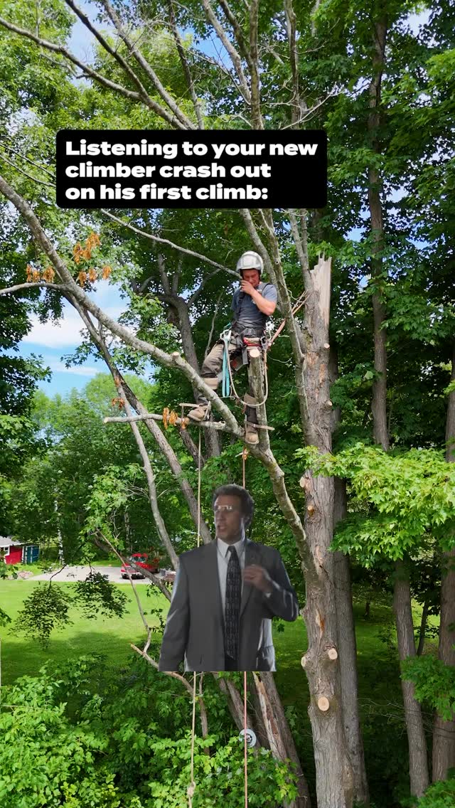 You’ll hear them before you ever see them.
.
.
.
.
#belangertreecare #arborist #arboristsofinstagram #skowhegan #skowheganmaine #forestry #chainsaws #centralmaine #mainebusiness #treecare #treecarebusiness #treeclimbers #logging