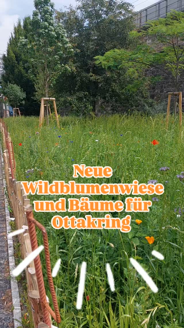 Was für eine freudige Überraschung.
Eine neue Blumenwiese für Ottakring. Das steigert die Artenvielfalt!
Und jede Menge klimafitter Bäume zusätzlich zum Bestand.
Was sagst du dazu?
#verenas_pflanzentanz #pflanzentanzen #wienergärten #wienerparks #wienbegrünen #ottakringliebe #ottakring #pflanzenbegegnungen #wienstagram #wildblumengarten #wienerwildnis #Wien #bäumeinwien #wienerbäume #wildblumenwiese #ottakring #1160 #wienentdecken #grüneswien #blühendeswien #klimafit