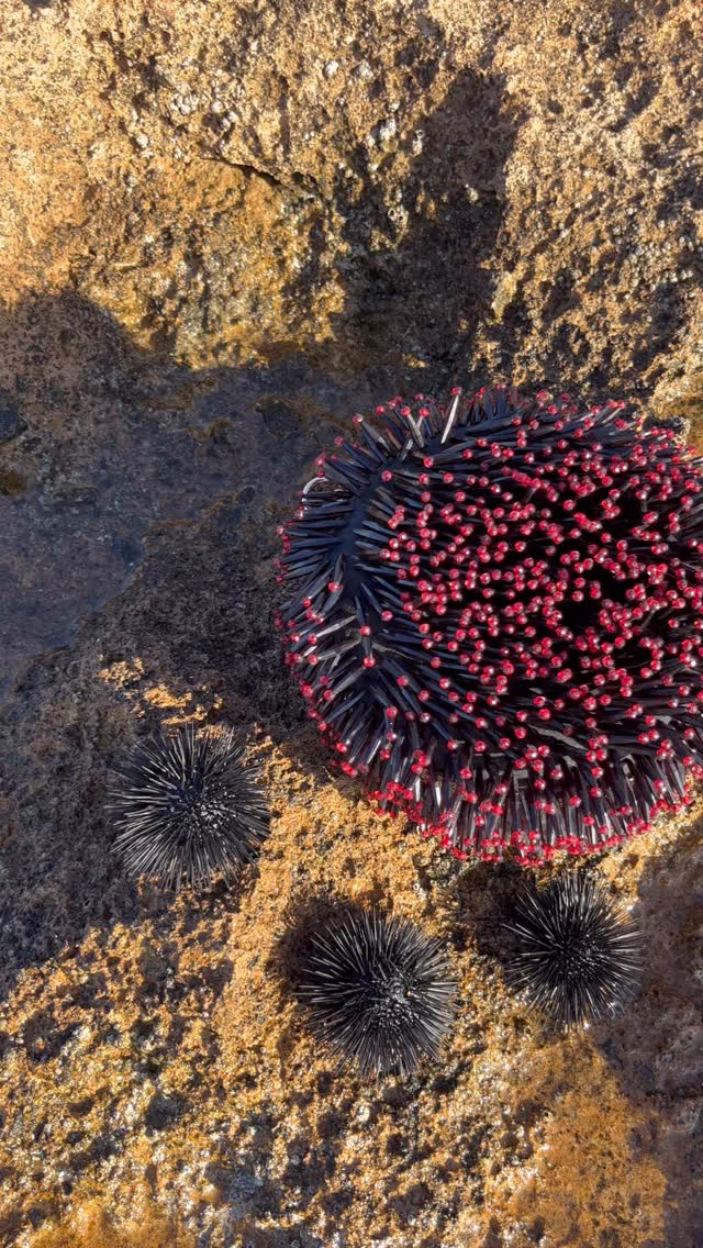 🌊 From the Depths of the sea… to Your Hands
Our new clutch channels the untamed beauty of the sea urchin — bold, mysterious, unforgettable.
Crafted for those who dare to stand out.
✨ Nature’s artistry, reimagined in luxury🪸
#sibylladelphica #SeaUrchinVibes #OceanInspiredStyle #LuxuryClutch #NatureIsMuse
#LuxuryAccessories #DesignerClutch #ArtisanCraftsmanship #SustainableLuxury #ResortStyle #VacationAccessories #OceanInspiredDesign